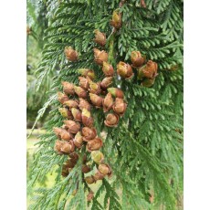 Thuja plicata Thuja plicata